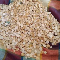 مهره صدفی یا مهره دریایی|زیورآلات و اکسسوری|شیبکوه (فارس), |دیوار