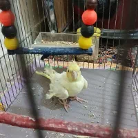 عروس هلندی|پرنده|فرمهین, |دیوار