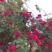 ۱۷۰۰متر باغ مسکونی. و یک ساعت آب شیرین