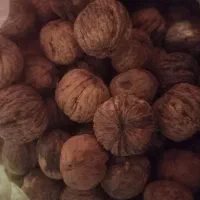 گردو