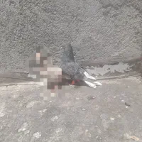 کفتر سرور دم سفید