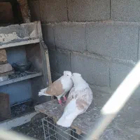 کفتر|پرنده|سیرجان, |دیوار