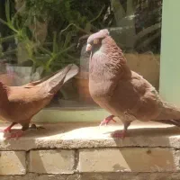 سرخ چش و نوک|پرنده|لنجان, |دیوار