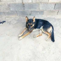 فروش سگ جرمن