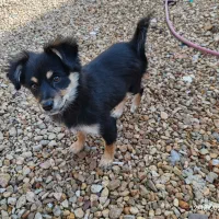 سگ پا کوتاه میکس پامر روباهی و ژرمن