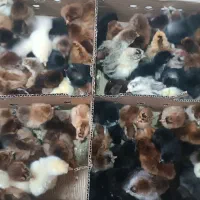 جوجه مرغ  اردک. غاز|حیوانات مزرعه|تربت‌حیدریه, ۴۵ متری|دیوار