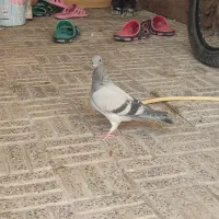 کفتر پلاکی مسافتی مفلق و بالغ