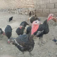 بوقلمون|پرنده|ارسنجان, |دیوار