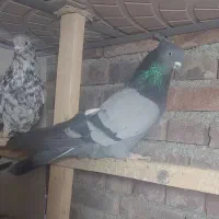 فروش کبوتر|پرنده|نقده, |دیوار