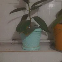 گل فروشی|گل و گیاه طبیعی|سنندج, |دیوار