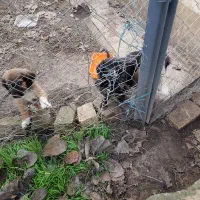 واگذاری توله سراب رایگان