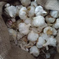 سیر بذر