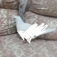 یک عدد کبوتر