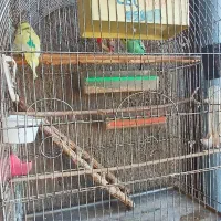 فروش دو عددمرغ عشق همراه بادو عدد قفس وتجهیزات کام|پرنده|گنبد کاووس, |دیوار