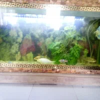 آکواریوم|ماهی|پرند, فاز ۳|دیوار