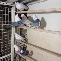 کبوتر|پرنده|تهران, شهرک رضویه|دیوار