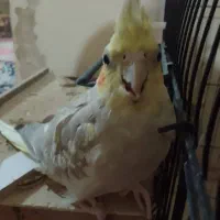 عروس پاریس|پرنده|سوسنگرد, |دیوار