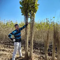 عرضه انواع نهال پیوندی وصنوبر تخصص ماست|خدمات باغبانی و درختکاری|سروآباد, |دیوار