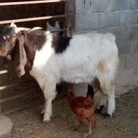 فروشی|حیوانات مزرعه|دهدشت, |دیوار