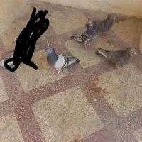 کفتر بهبونی شهری|پرنده|شیراز, جوادیه|دیوار