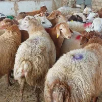 وزن حضور مشتری باسکول دقیق زیرنظربازراس