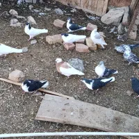 کبوتر کفتر‌