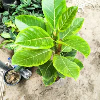 گل و کاکتوس|گل و گیاه طبیعی|نورآباد ممسنی, |دیوار