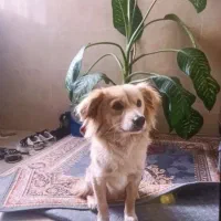 سگ پامر فوری