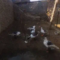 غاز خودمانی