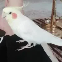 گمشده