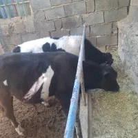 دو راس گوساله نر