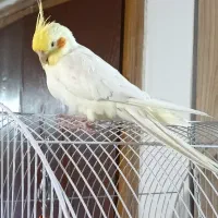 عروس هلندی نر دستی سر حال و شیطون|پرنده|همدان, |دیوار