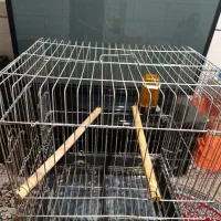 قفس کاسکویی مینا عروس هلندی طوطی برزیلی|لوازم جانبی حیوانات|شیراز, سیاه سنگ|دیوار
