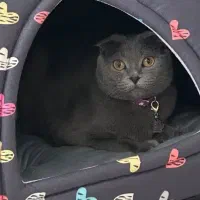 واگذاری رایگان اسکاتیش فولد بلو