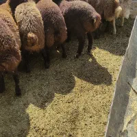 گوسفند بره نر افشاری