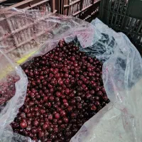 فروش آلبالو توت فرنگی و...