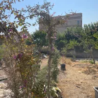 درخت توری|گل و گیاه طبیعی|تهران, مجیدآباد|دیوار