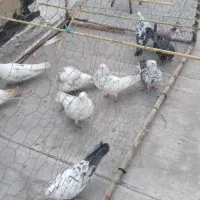 ۱۹۲۹۸۳۷۳|پرنده|ساروق, |دیوار