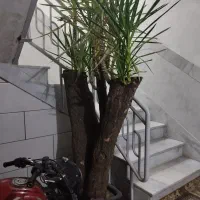 یوکا تنه دار