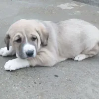 سگ پژدر( نر)نتیجه آبی شیخ