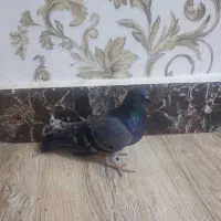 کبوتر|حیوانات|زابل, |دیوار