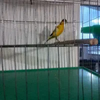 قناری نر جوان|پرنده|نهاوند, |دیوار