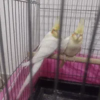 یک جفت عروس هلندی صددرصد مولد تضمینی 4 تخم