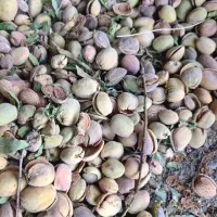 فروش بادام پوست کاغذی