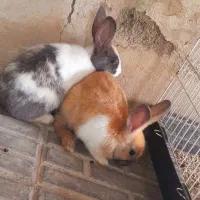 خرگوش