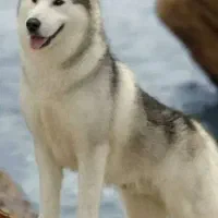 سگ هاسکی یک ساله نر