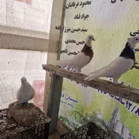 مجسمه پرنده