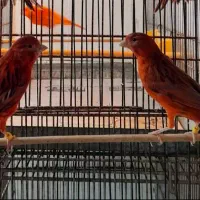 فروش تعدادی قناری رنگی اورژینال|پرنده|بابلسر, |دیوار