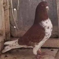 کبوتر