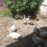 تخم غاز نطفه دار